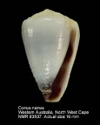 Conus nanus (2)